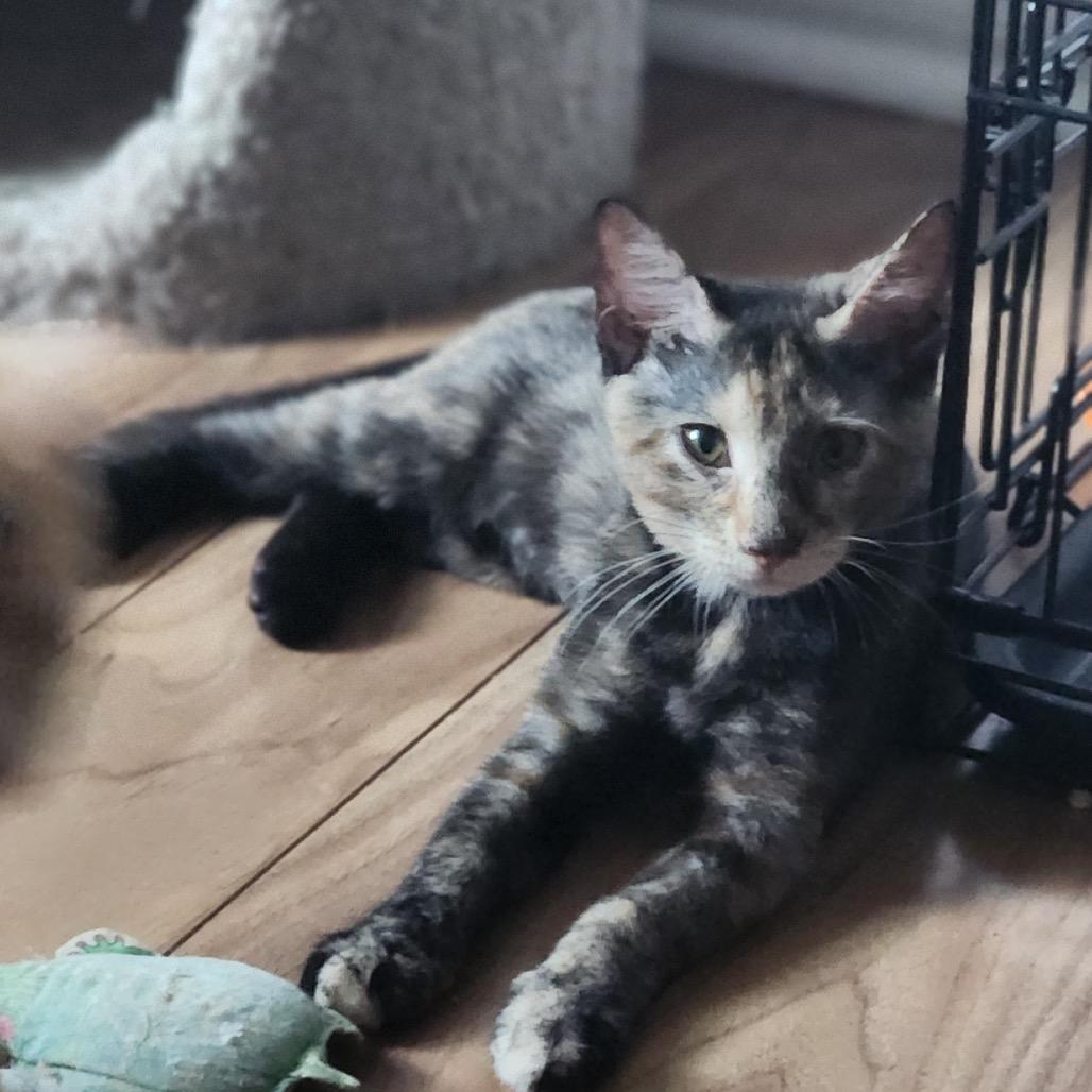 Enlarge Gelato, a Adoptable Domestic Short Hair in Mount Laurel, NJ image 4/6