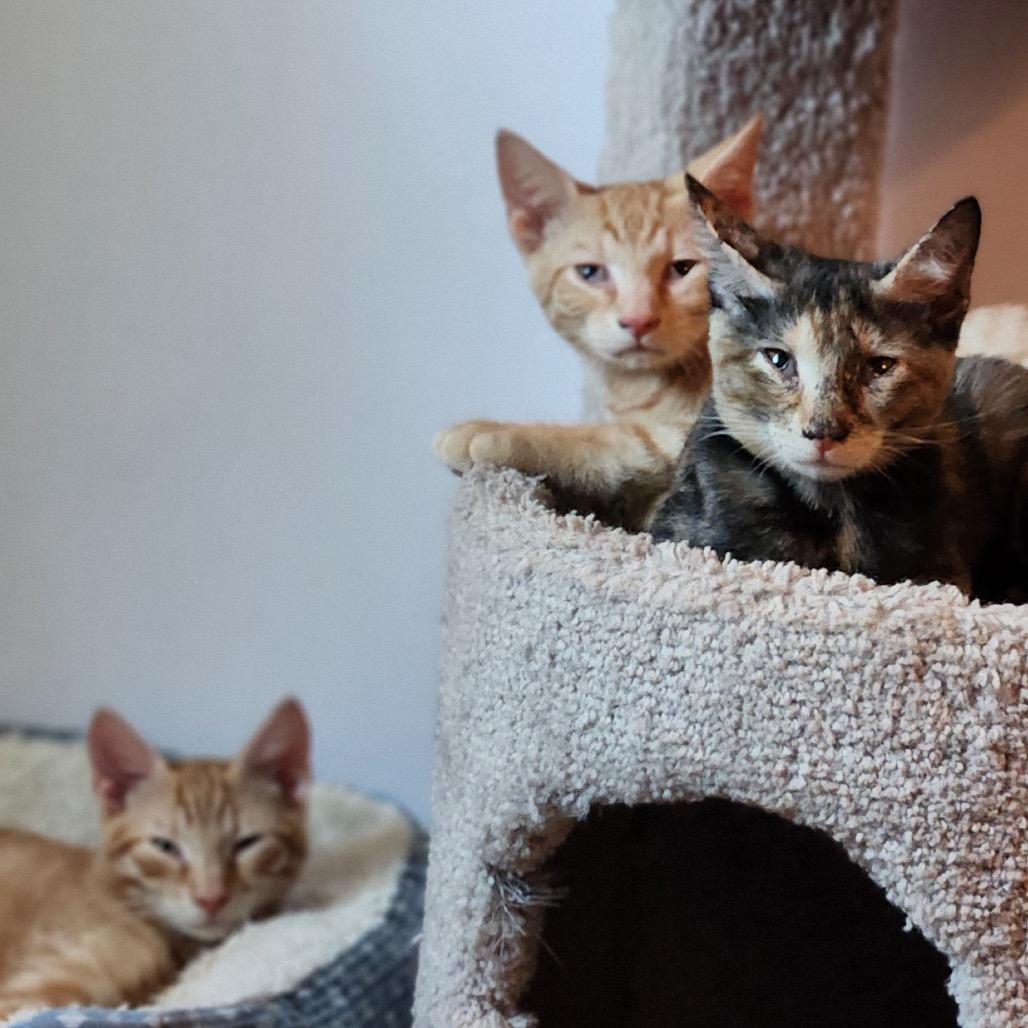 Enlarge Gelato, a Adoptable Domestic Short Hair in Mount Laurel, NJ image 5/6