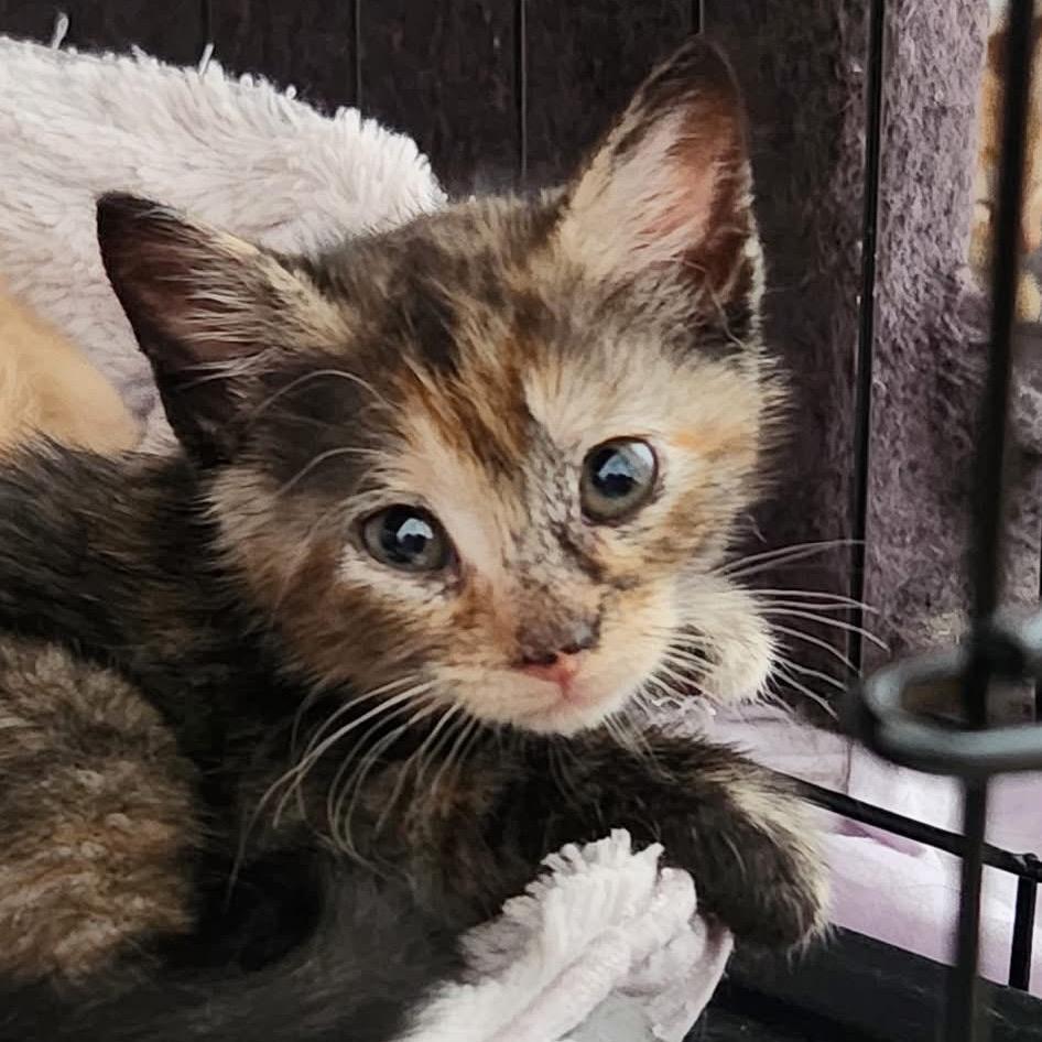 Enlarge Gelato, a Adoptable Domestic Short Hair in Mount Laurel, NJ image 6/6