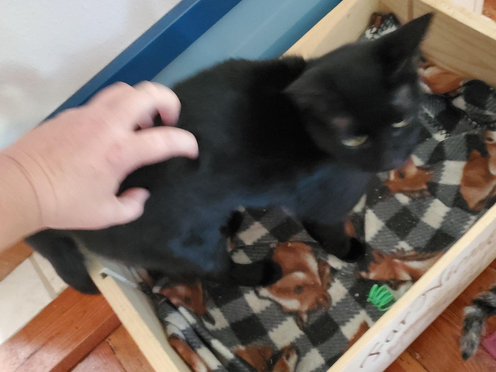 Enlarge Shawney, a Adoptable Domestic Short Hair in Winter Garden, FL image 1/6