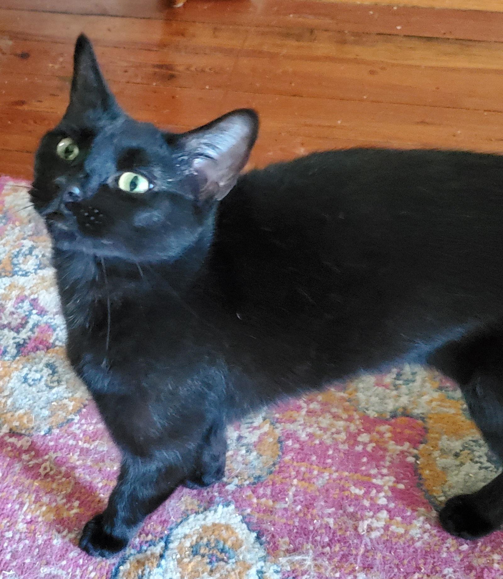 Enlarge Shawney, a Adoptable Domestic Short Hair in Winter Garden, FL image 3/6