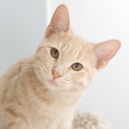 Juliet, a Adoptable Domestic Short Hair in Verona, WI image 1/3