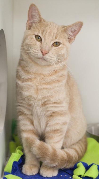 Juliet, Adoptable, Kitten Female Domestic Short Hair & Domestic Short Hair.