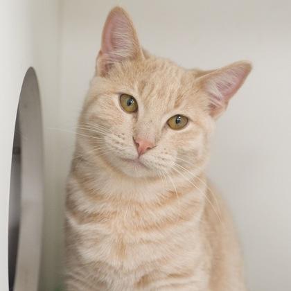 Juliet, a Adoptable Domestic Short Hair in Verona, WI image 3/3