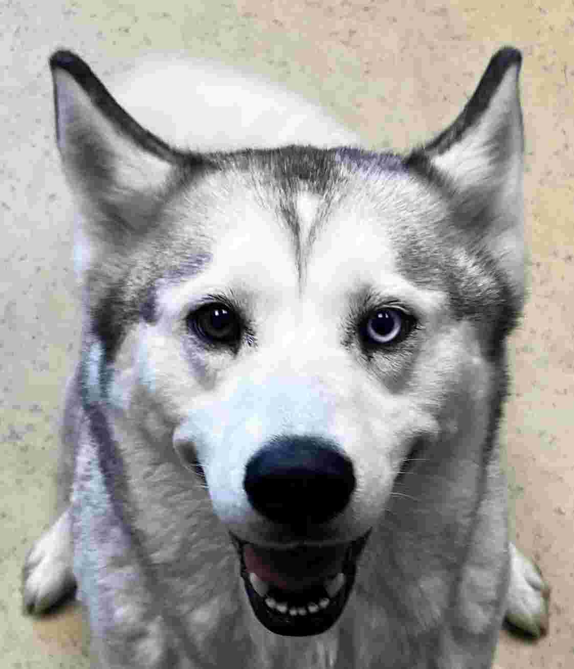 Enlarge Sandy Rae, an adopted mixed breed in New Castle, IN image 1/1