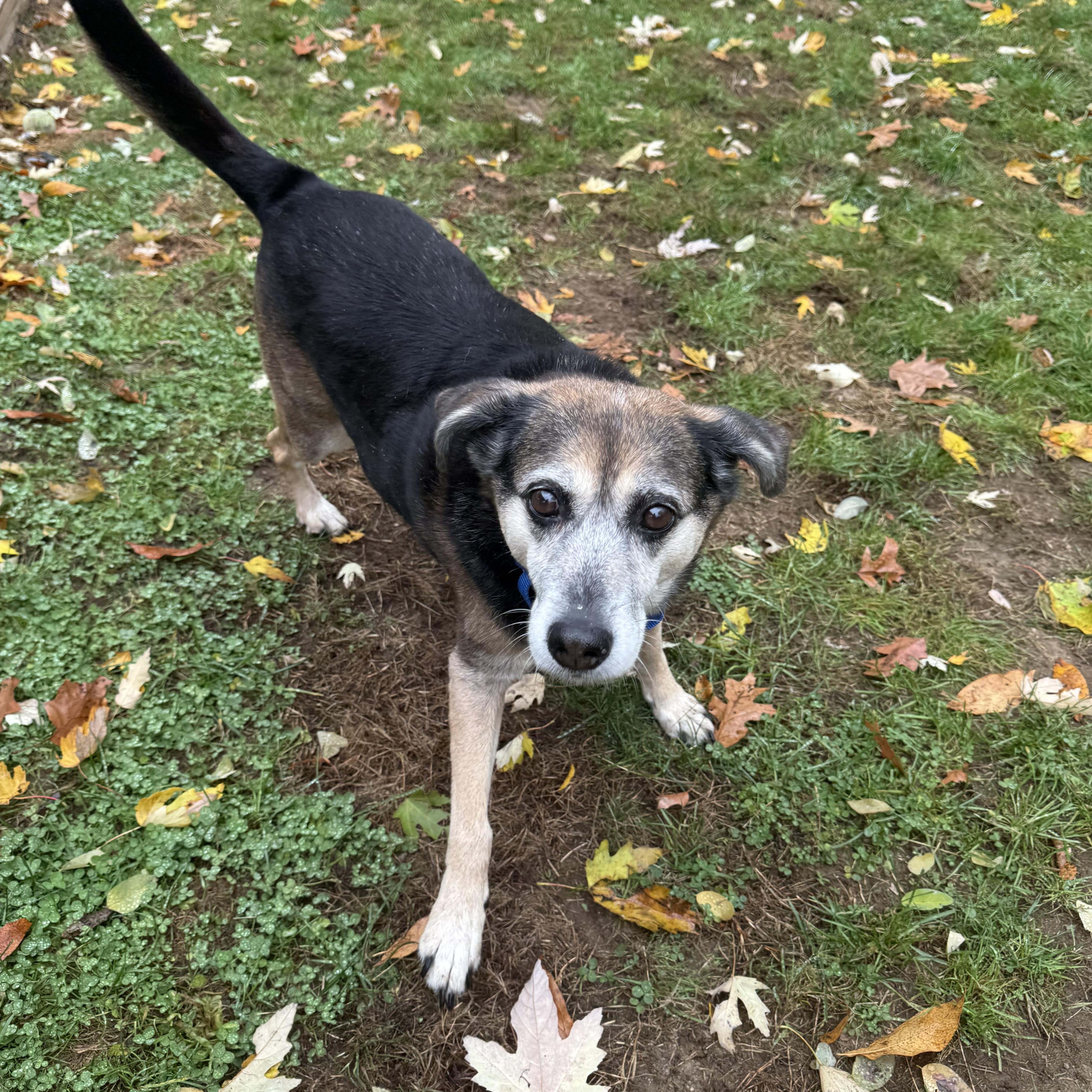 Enlarge Mollie--COME MEET, a Adoptable mixed breed in Medfield, MA image 1/3