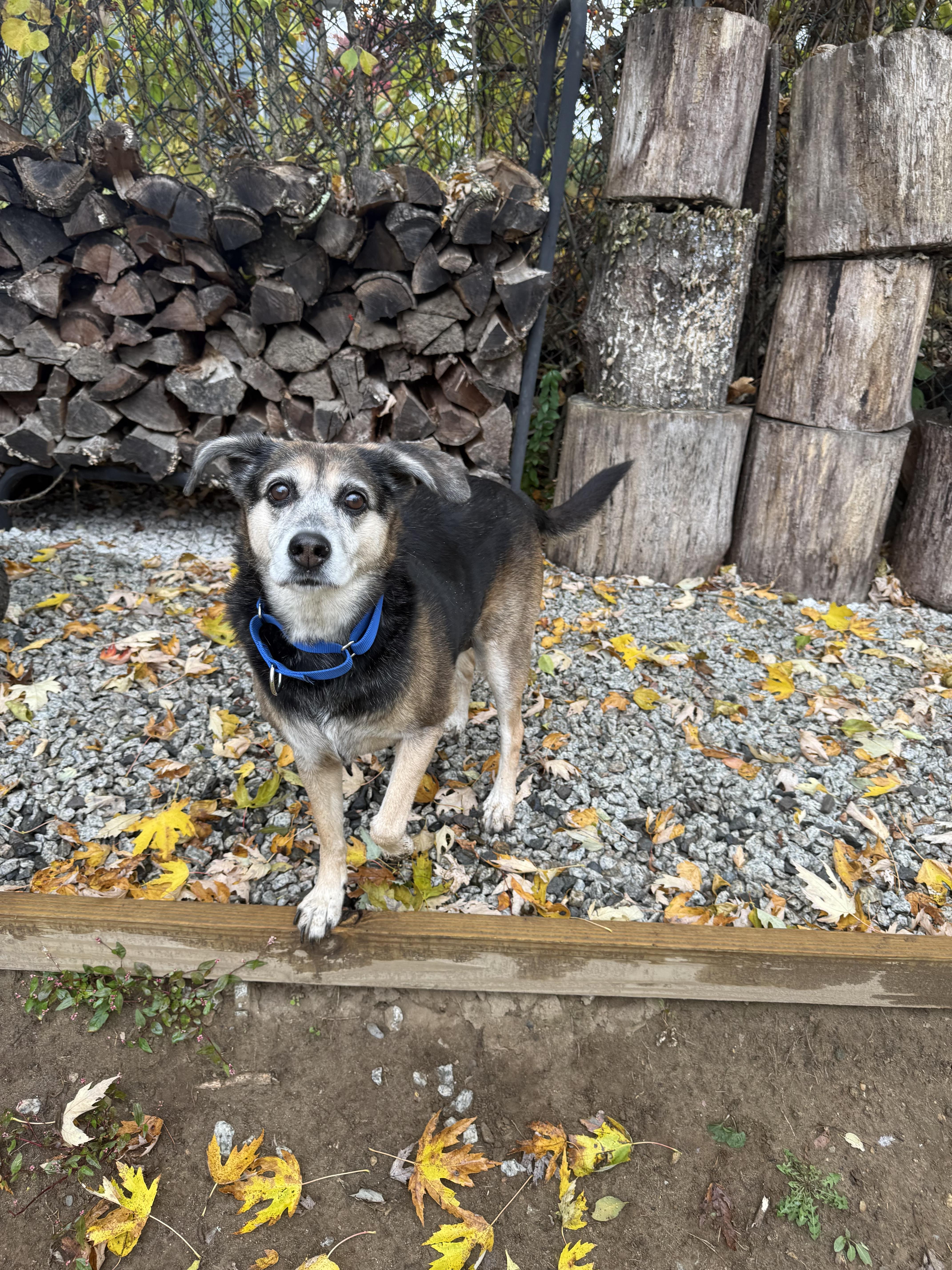 Mollie--COME MEET, an adoptable Shepherd in Medfield, MA, 02052 | Photo Image 2
