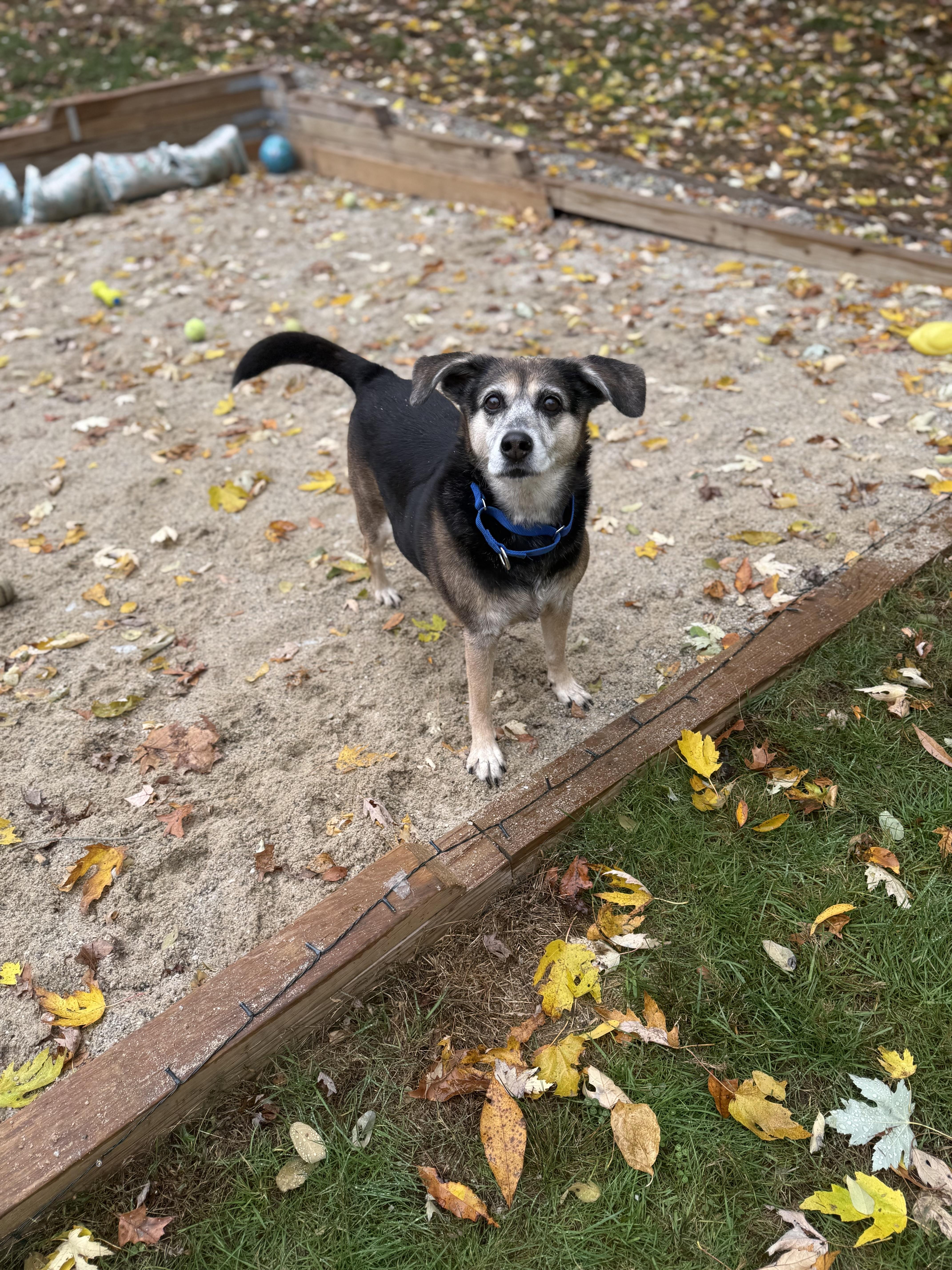Enlarge Mollie--COME MEET, a Adoptable mixed breed in Medfield, MA image 2/3