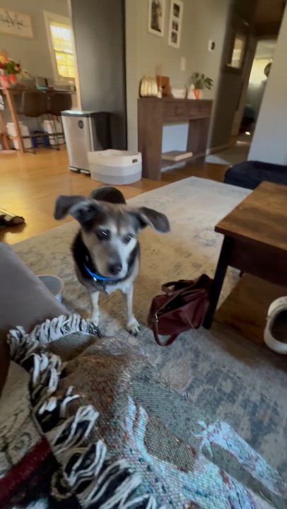 Enlarge Mollie--COME MEET, a Adoptable mixed breed in Medfield, MA video 3/3