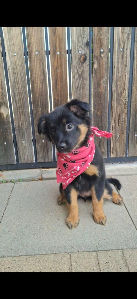 Enlarge Salem, a Adoptable Mixed Breed in Mesa, AZ image 1/3