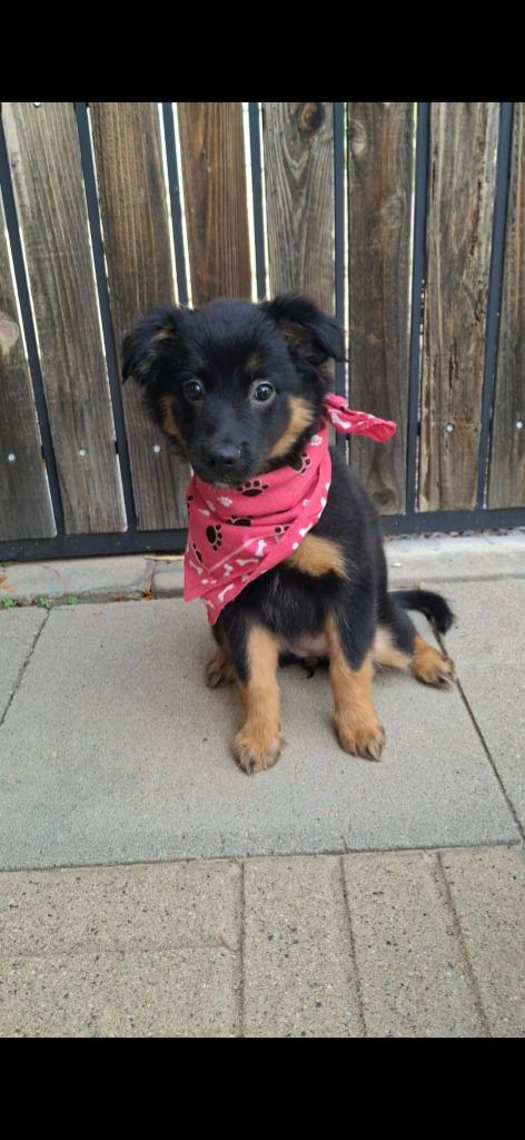 Enlarge Salem, a Adoptable Mixed Breed in Mesa, AZ image 2/3