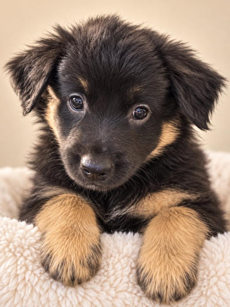 Enlarge Salem, a Adoptable Mixed Breed in Mesa, AZ image 1/1