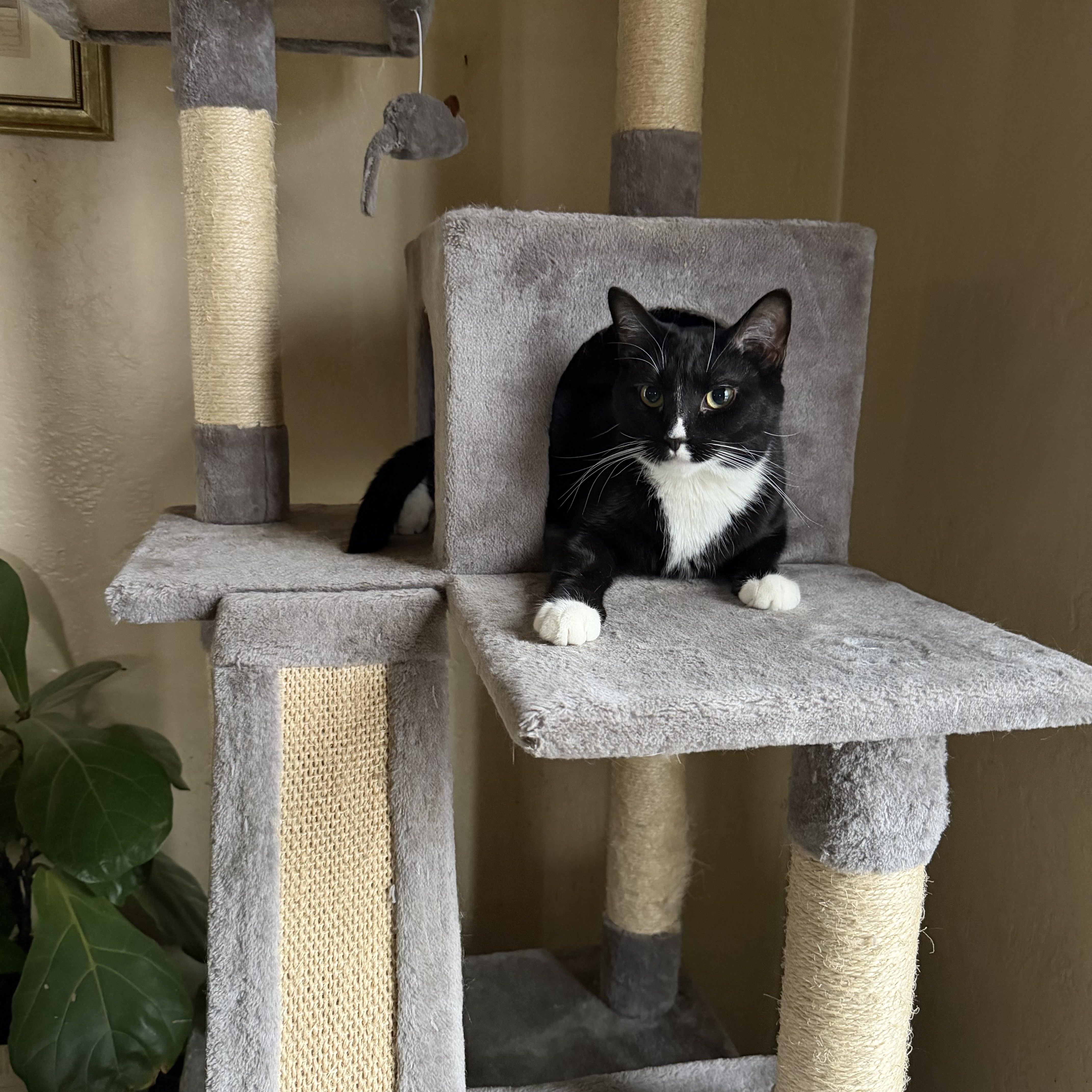 Sirius, Adoptable, Young Male Domestic Short Hair.