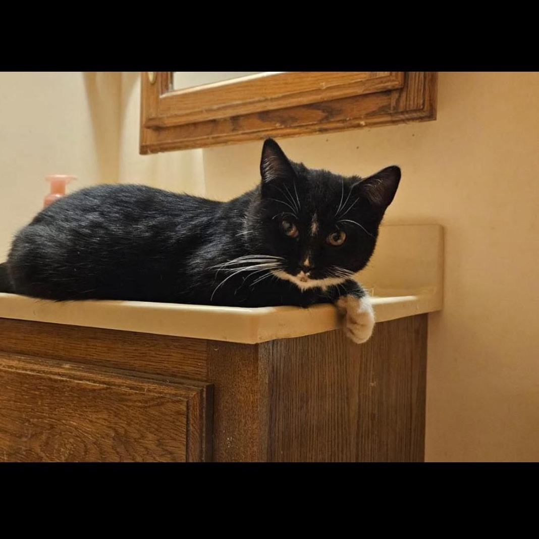 Sirius, Adoptable, Young Male Domestic Short Hair.