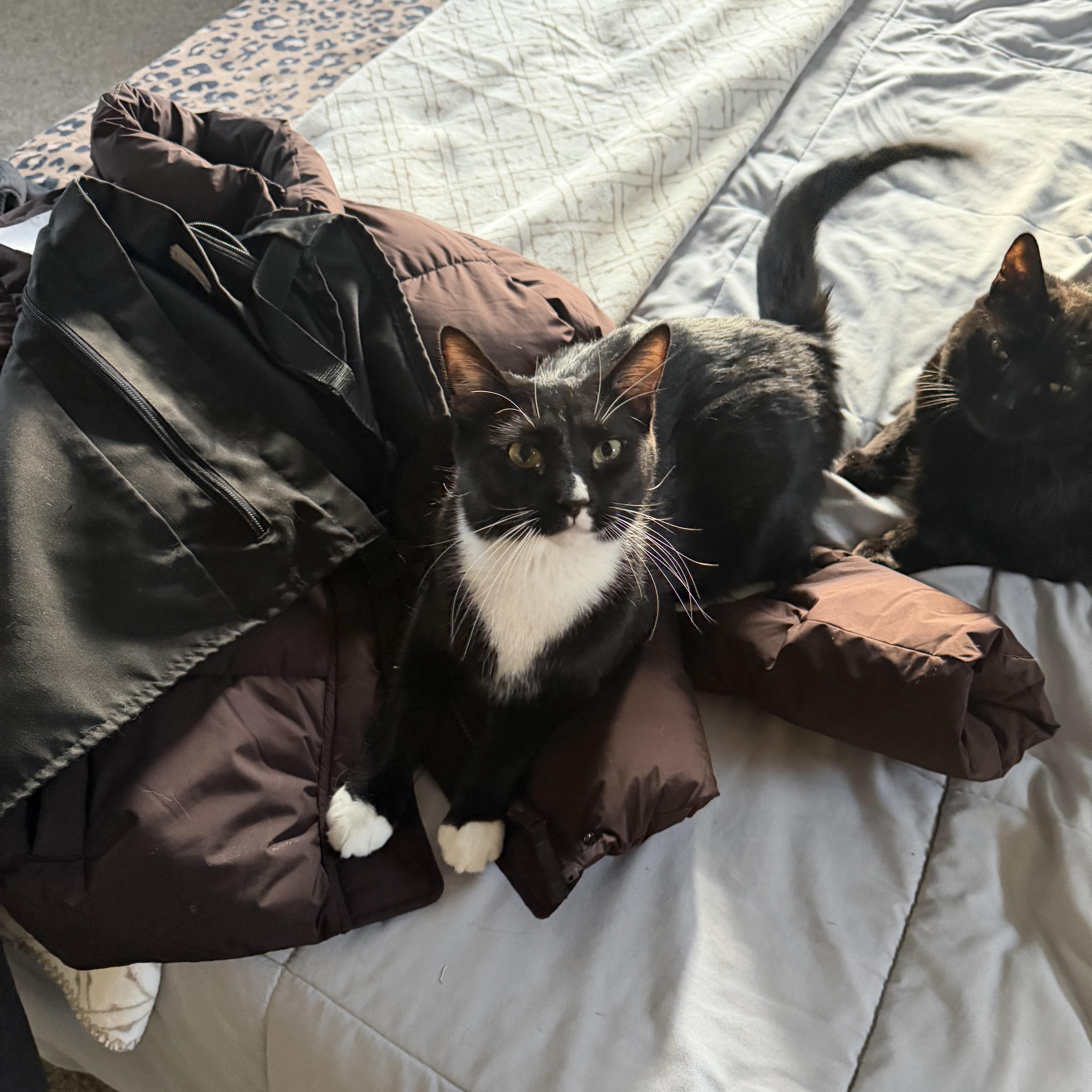 Enlarge Sirius, a Adoptable Domestic Short Hair in Verona, PA image 2/3