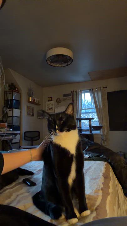 Enlarge Sirius, a Adoptable Domestic Short Hair in Verona, PA video 3/3