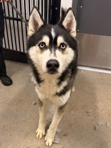 Enlarge Lotto, an adopted mixed breed in Cleveland, OH image 1/1