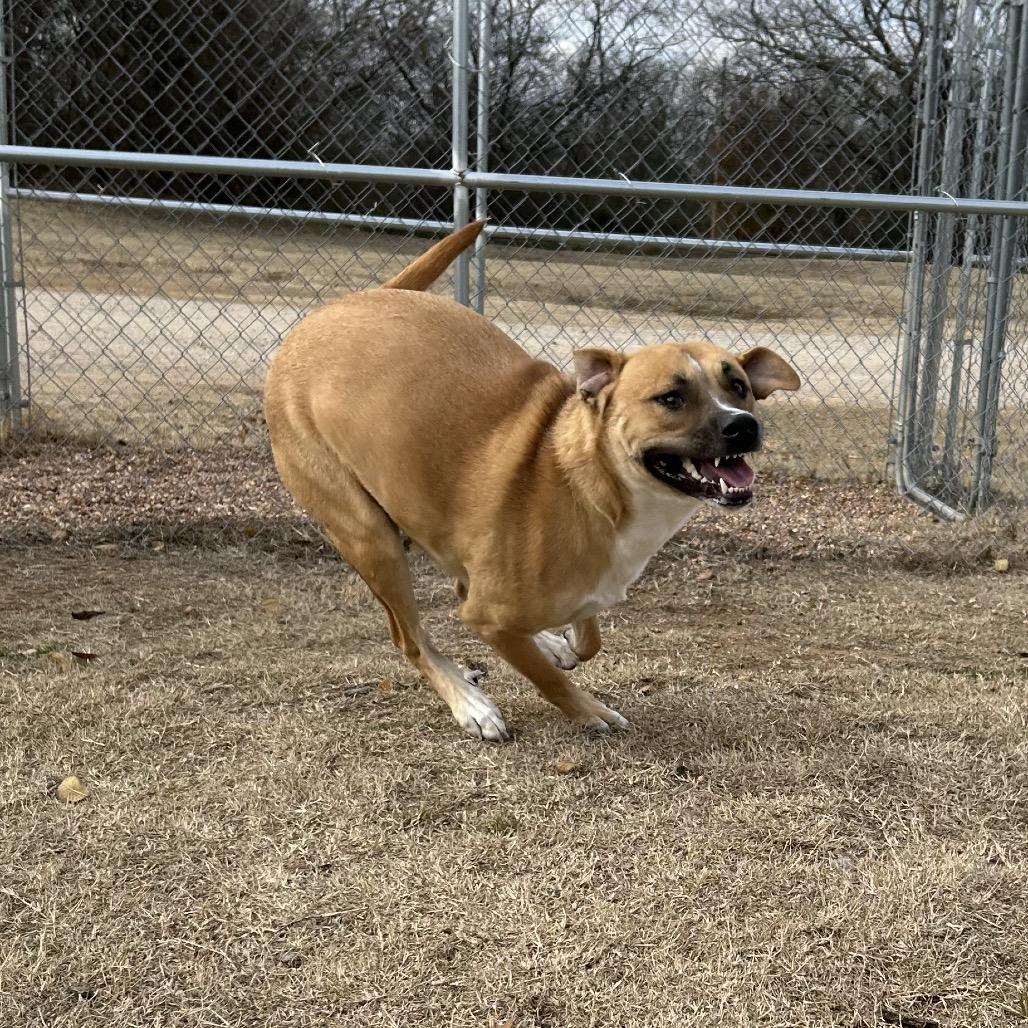 Enlarge Grease, a Adoptable Mixed Breed in Pauls Valley, OK image 1/5