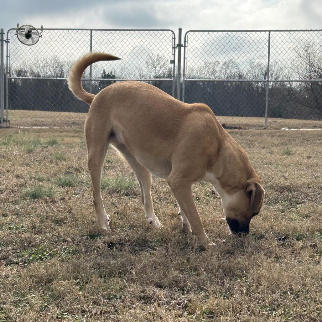 Enlarge Grease, a Adoptable Mixed Breed in Pauls Valley, OK image 4/5