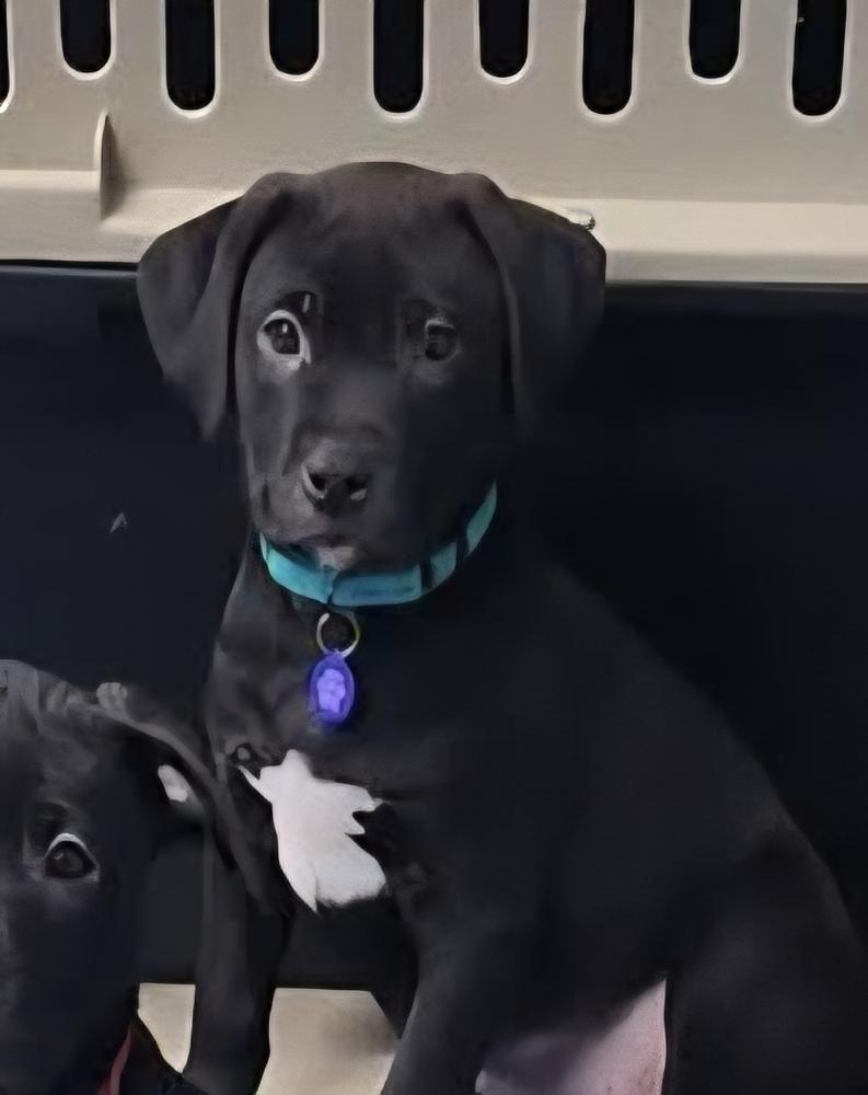 Enlarge Jedi, a Adoptable mixed breed in Anoka, MN image 1/3