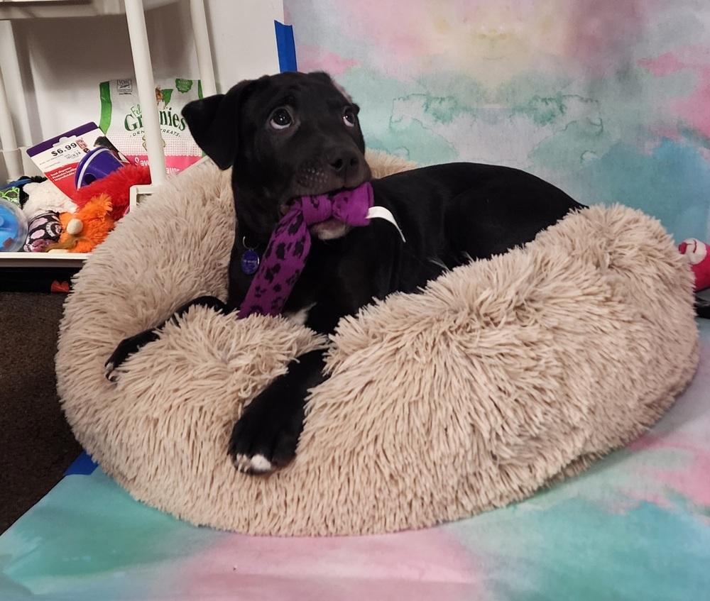 Enlarge Jedi, a Adoptable mixed breed in Anoka, MN image 2/3