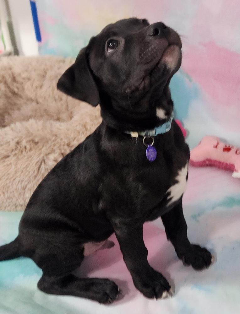 Enlarge Jedi, a Adoptable mixed breed in Anoka, MN image 3/3