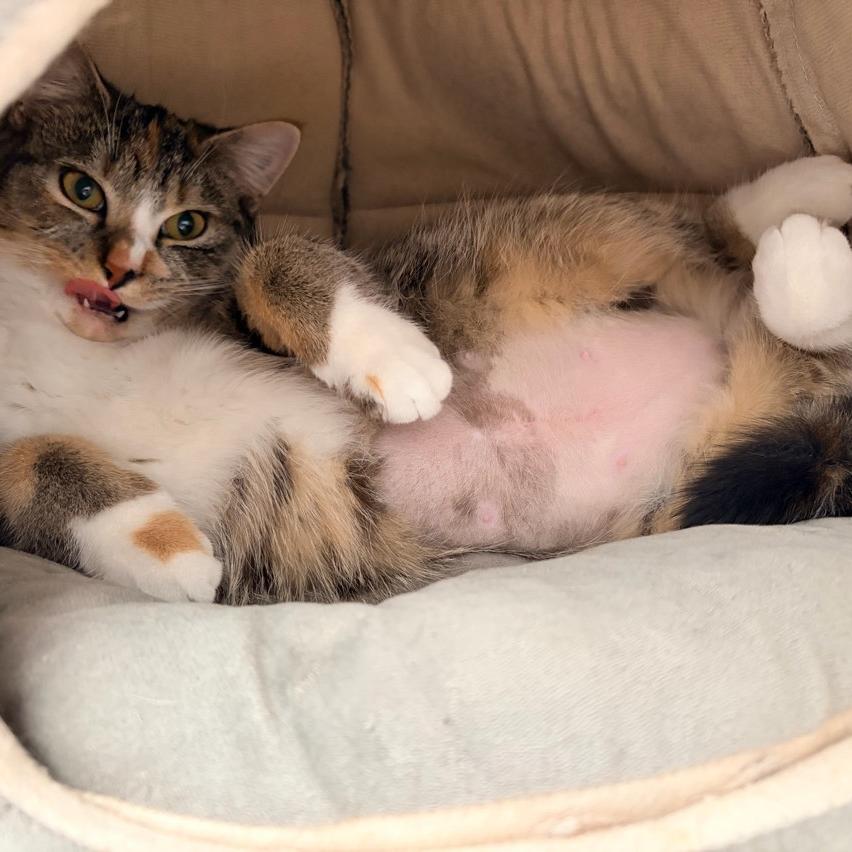 Merry, Adoptable, Adult Female Domestic Short Hair.