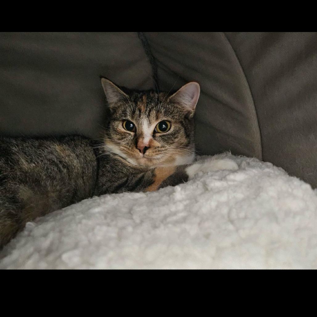 Enlarge Merry, a Adoptable Domestic Short Hair in Conway, NH image 1/2