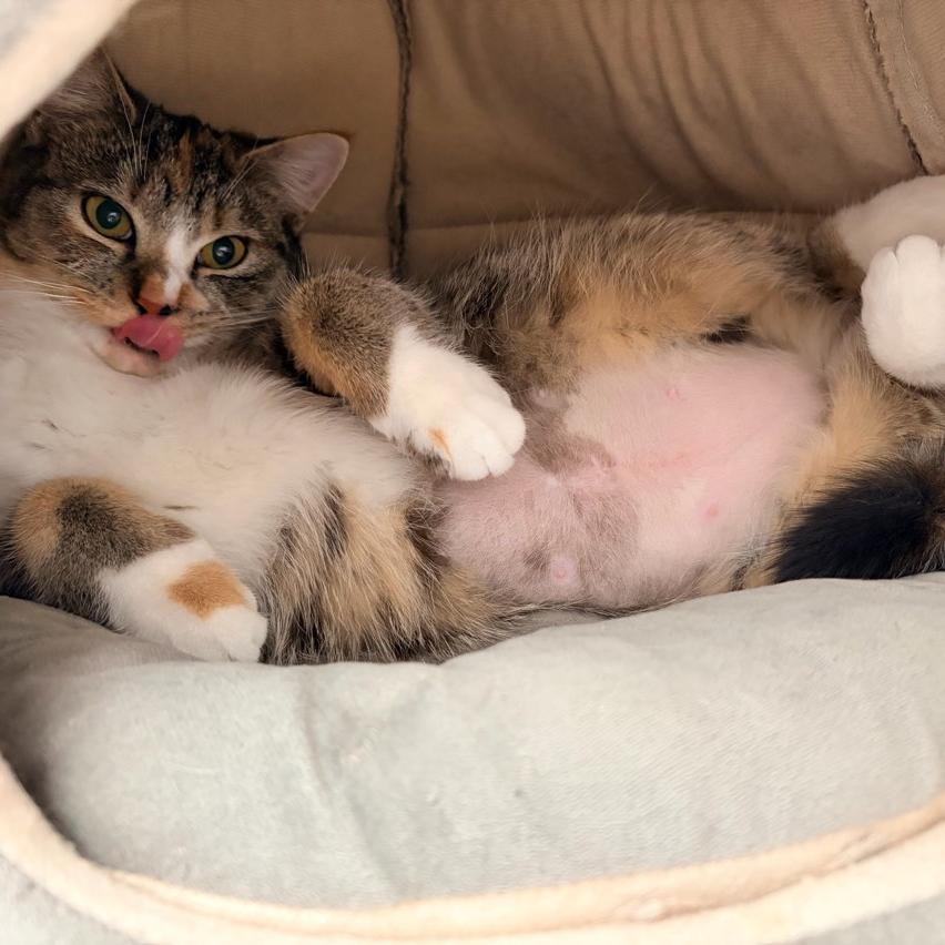 Enlarge Merry, a Adoptable Domestic Short Hair in Conway, NH image 2/6