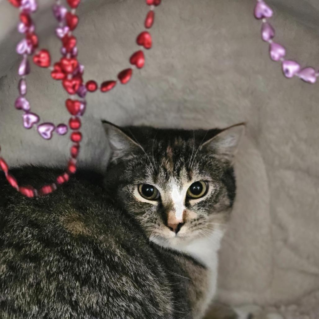 Enlarge Merry, a Adoptable Domestic Short Hair in Conway, NH image 3/6