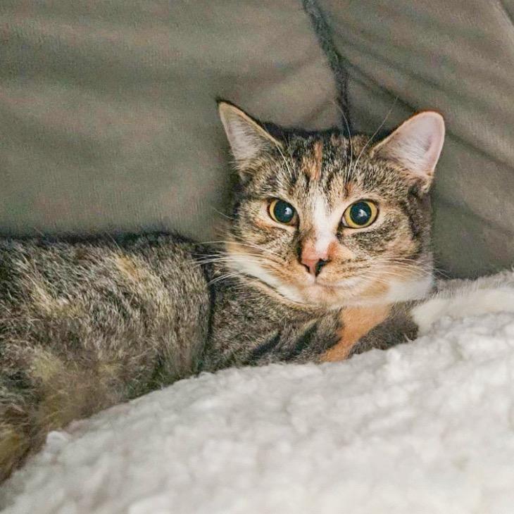 Enlarge Merry, a Adoptable Domestic Short Hair in Conway, NH image 2/2