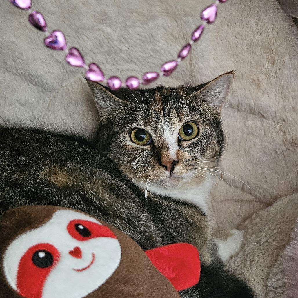 Enlarge Merry, a Adoptable Domestic Short Hair in Conway, NH image 6/6