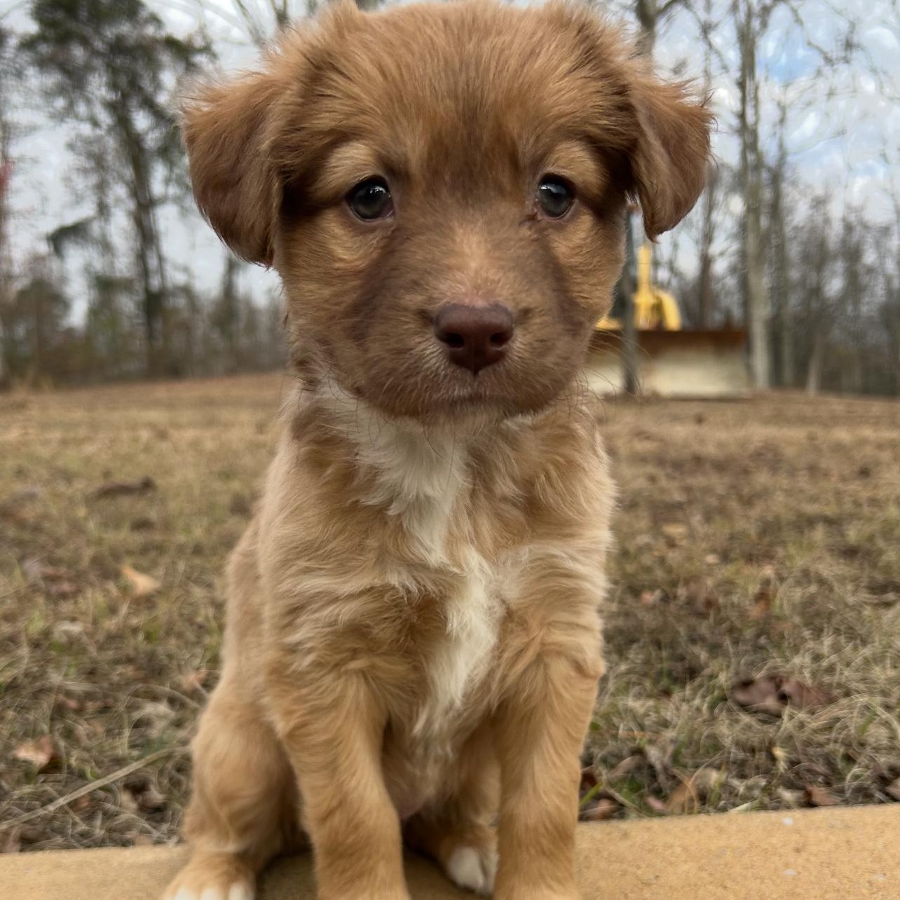 Enlarge Ginger, a Adoptable mixed breed in Harrisburg, PA image 3/6