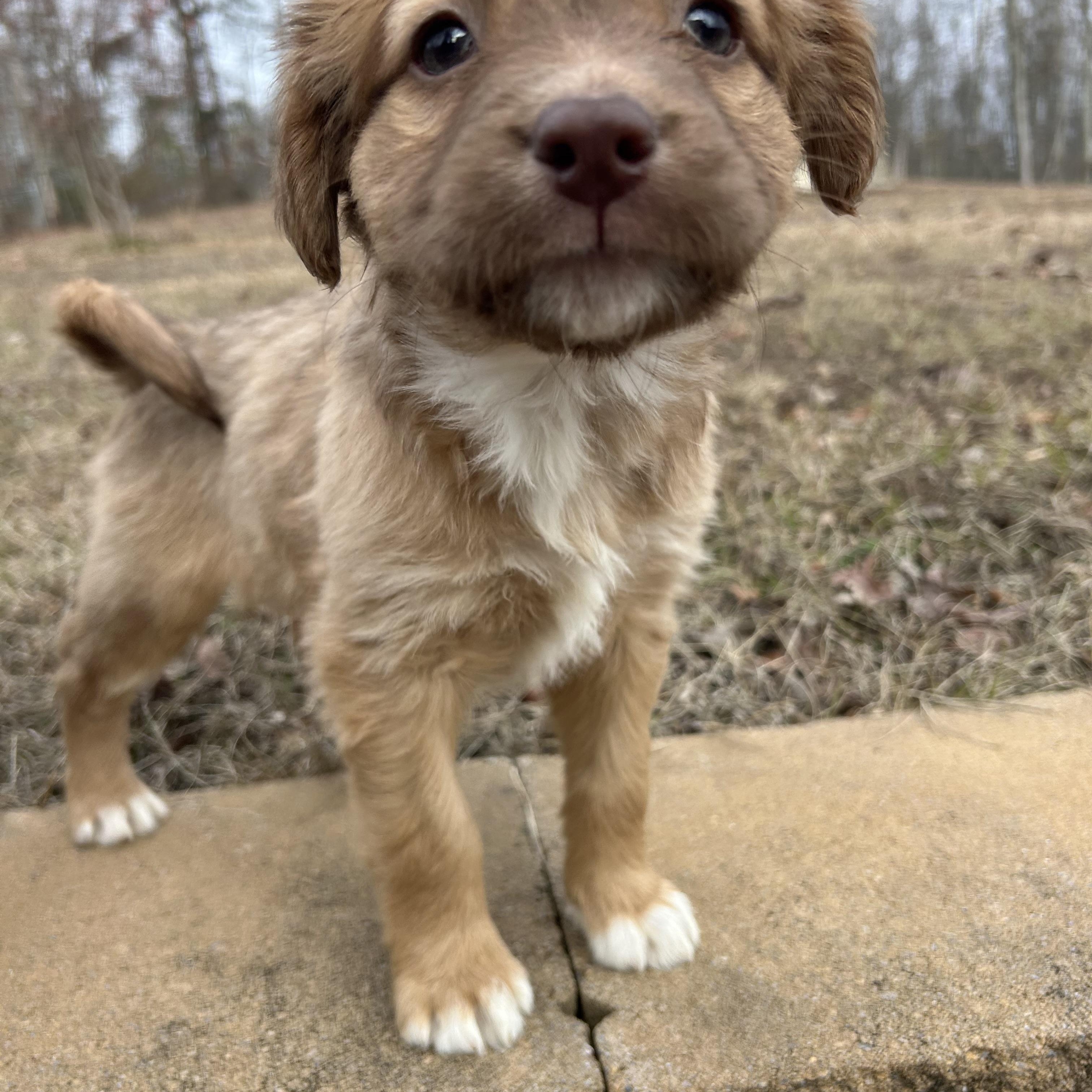 Enlarge Ginger, a Adoptable mixed breed in Harrisburg, PA image 6/6
