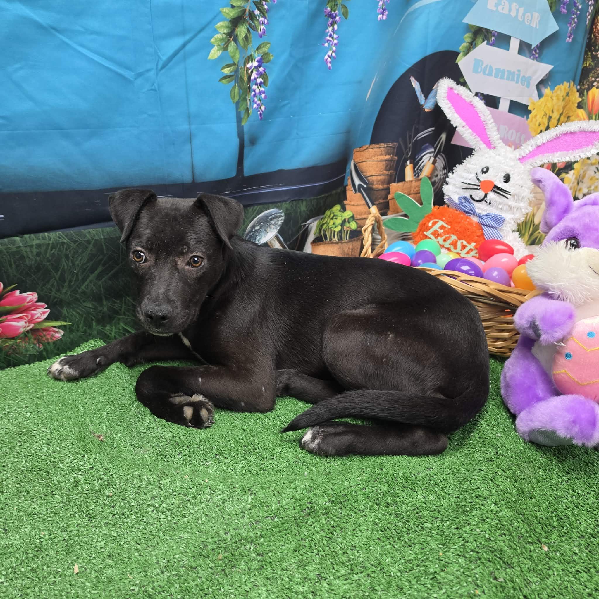 Mondo, a ADOPTABLE mixed breed in Statesboro, GA image 2/6