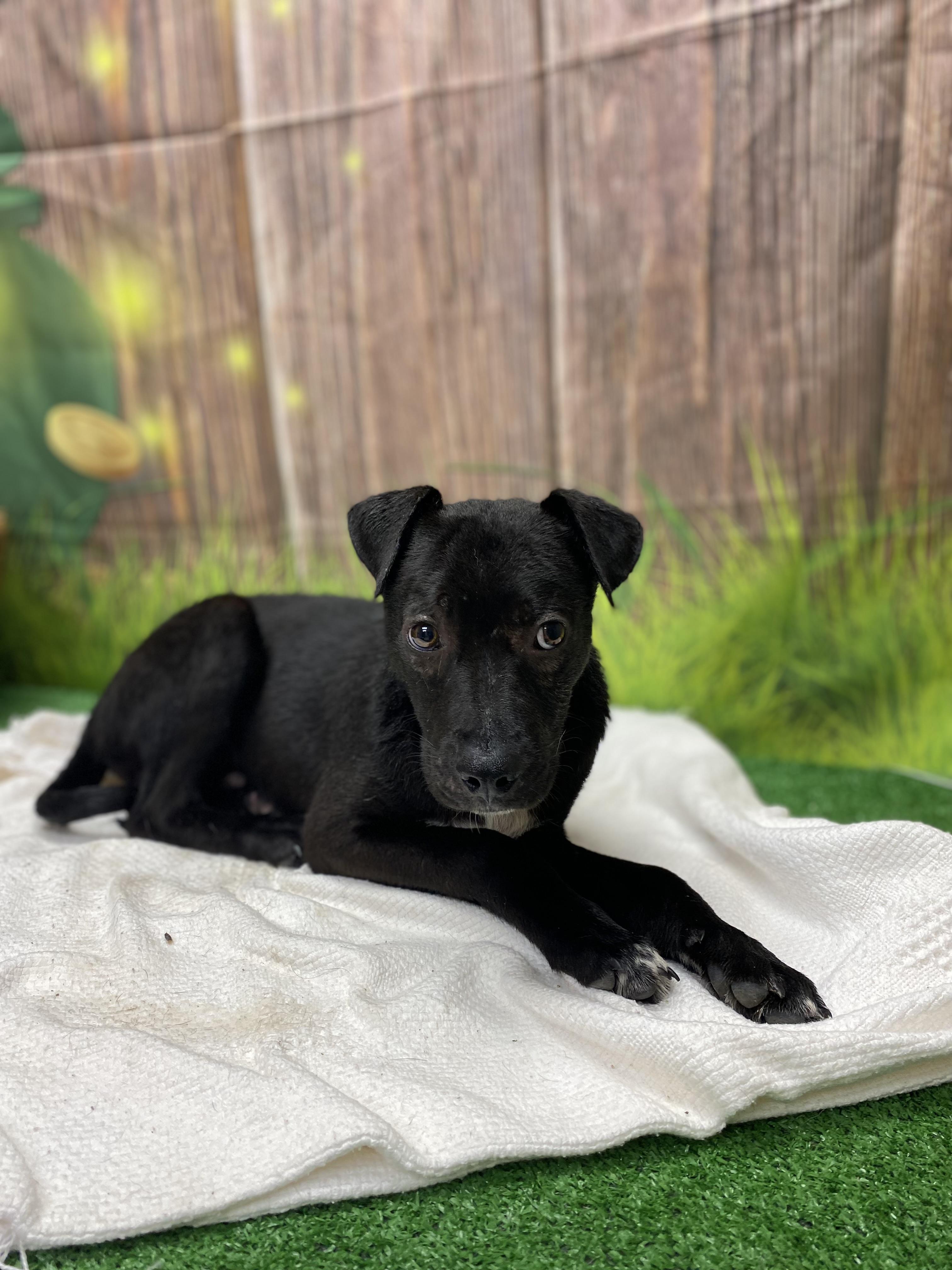 Mondo, a ADOPTABLE mixed breed in Statesboro, GA image 4/6