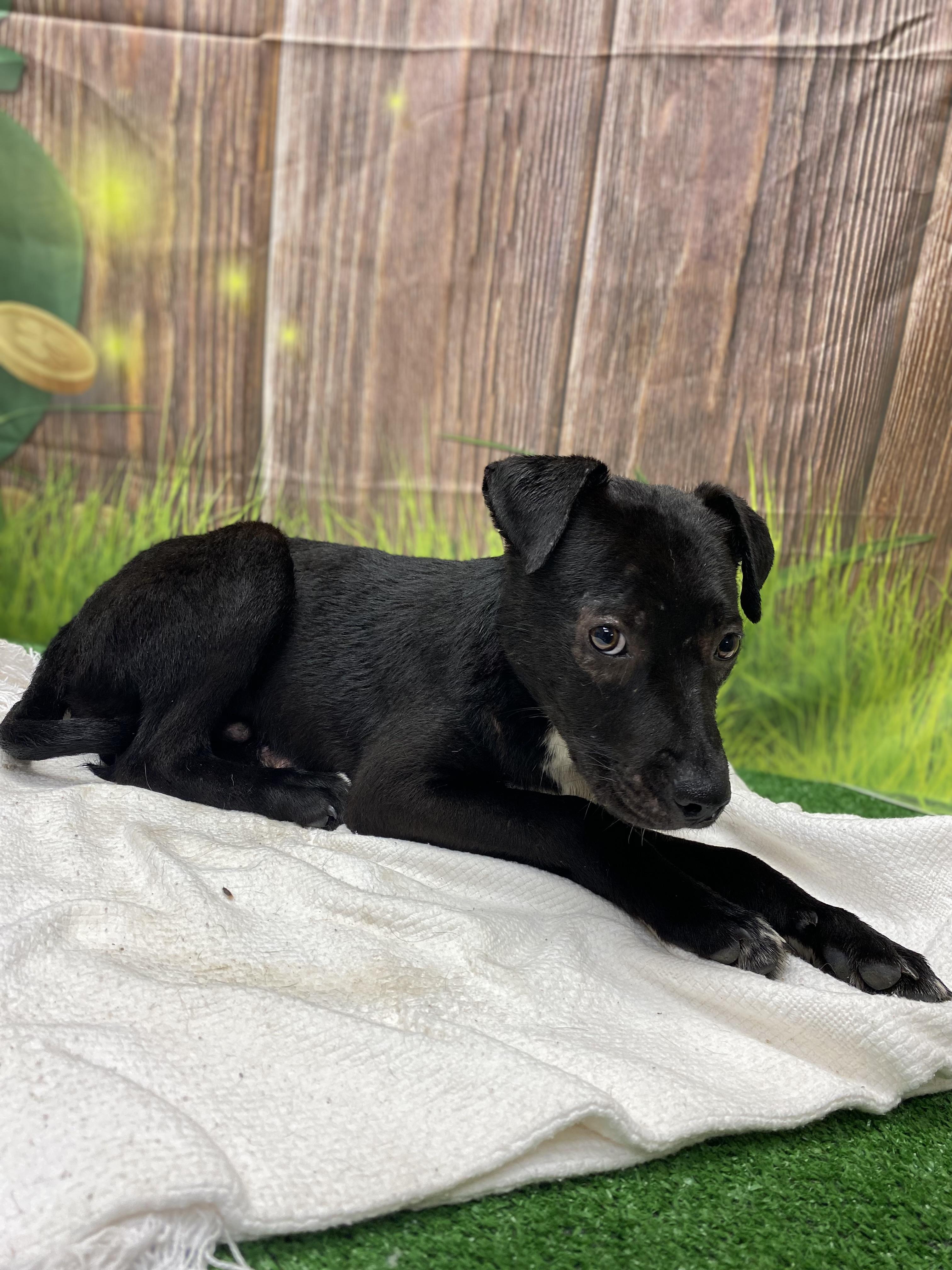 Mondo, a ADOPTABLE mixed breed in Statesboro, GA image 3/6