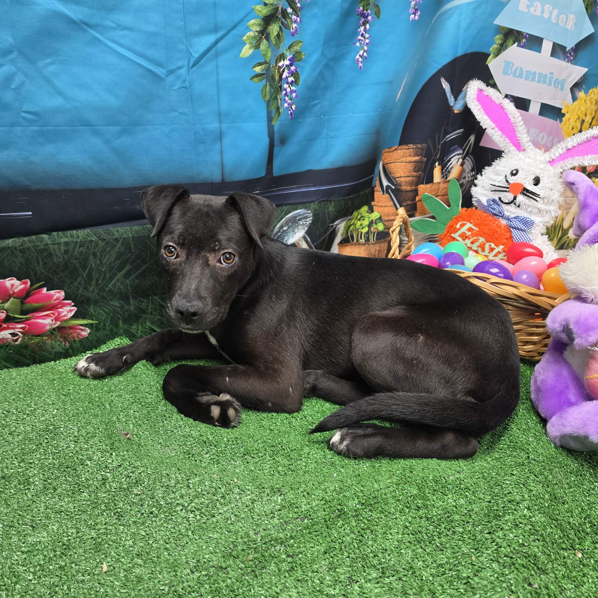 Mondo, a ADOPTABLE mixed breed in Statesboro, GA image 5/6