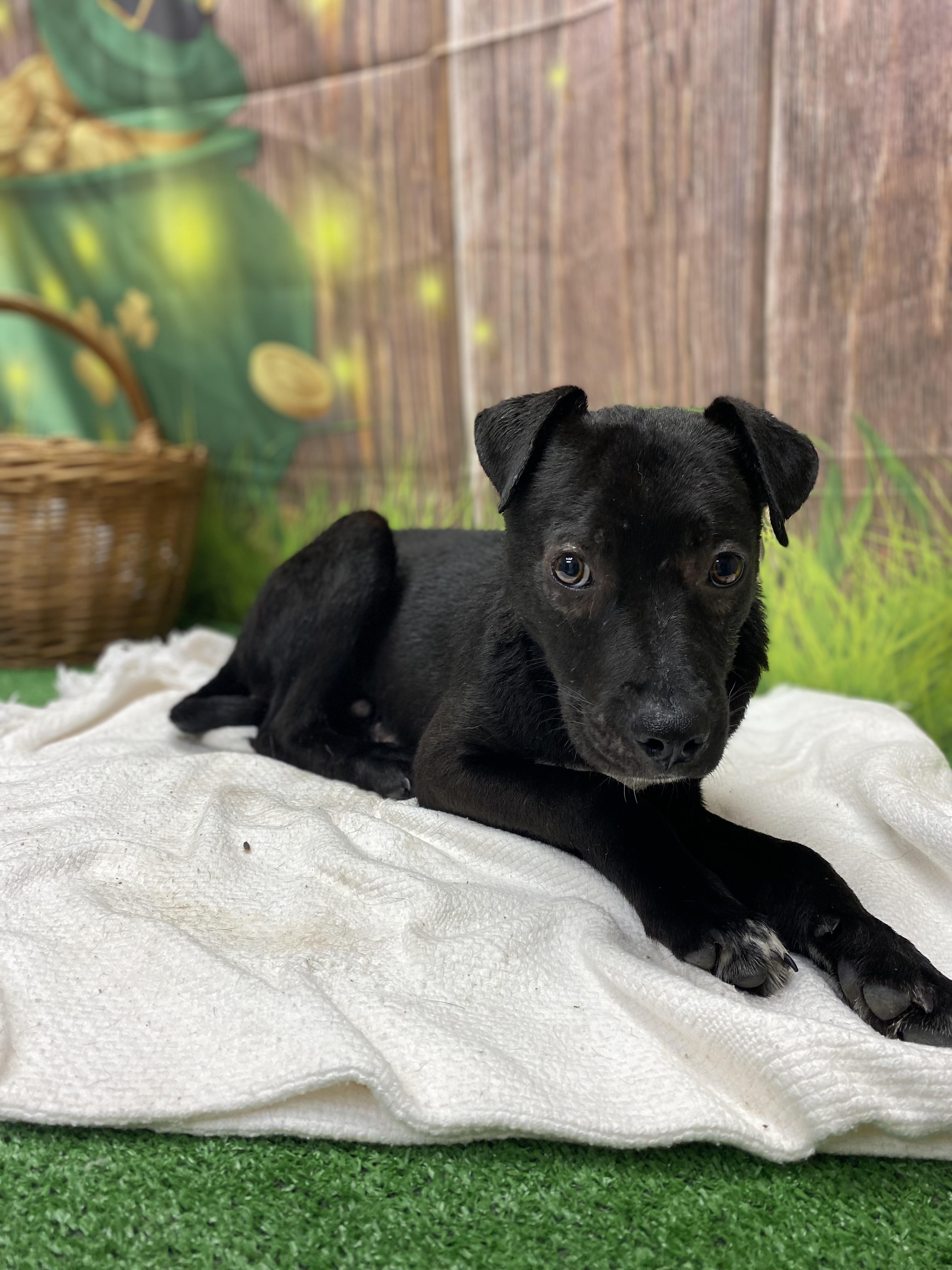 Mondo, a ADOPTABLE mixed breed in Statesboro, GA image 6/6