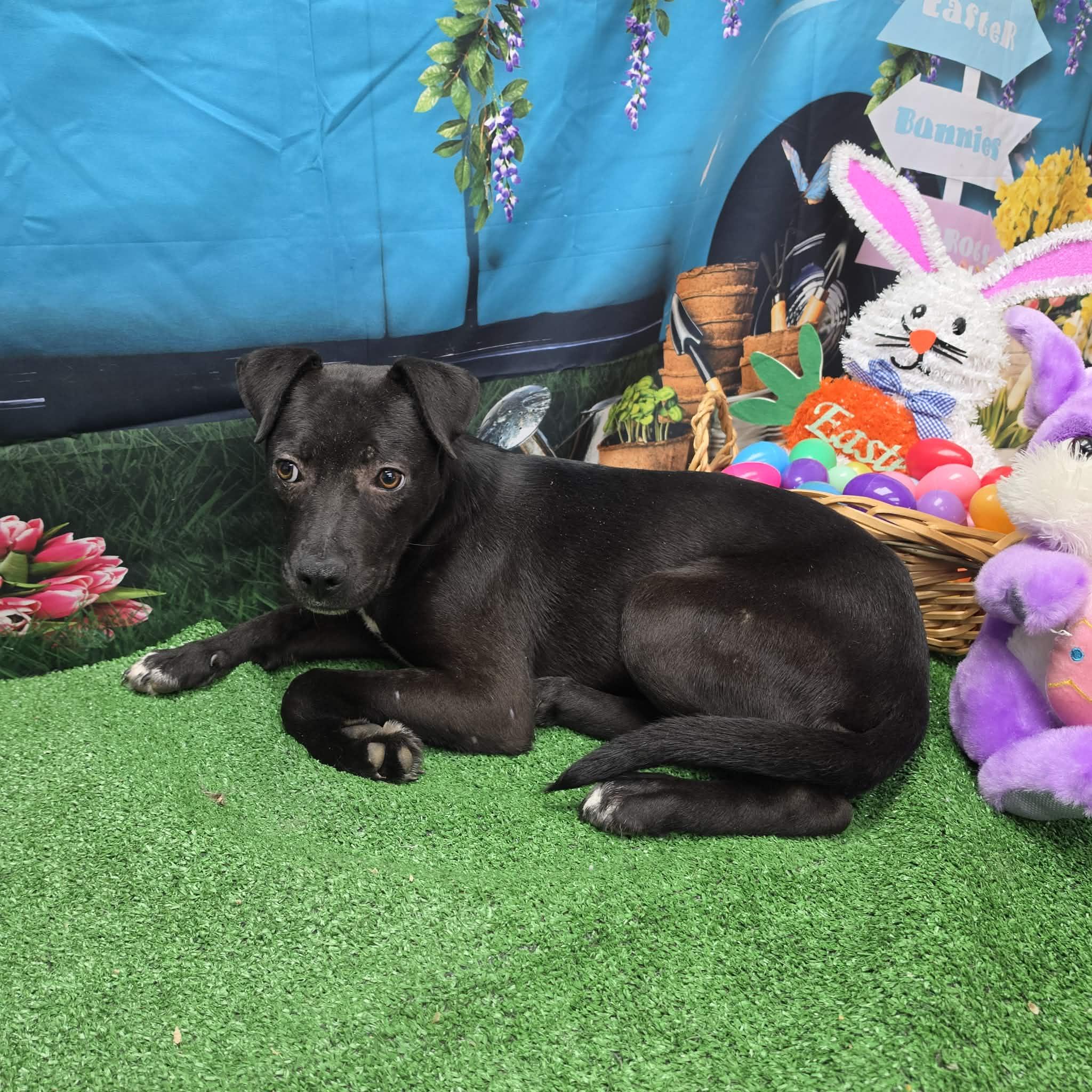 Mondo, a ADOPTABLE mixed breed in Statesboro, GA image 1/6