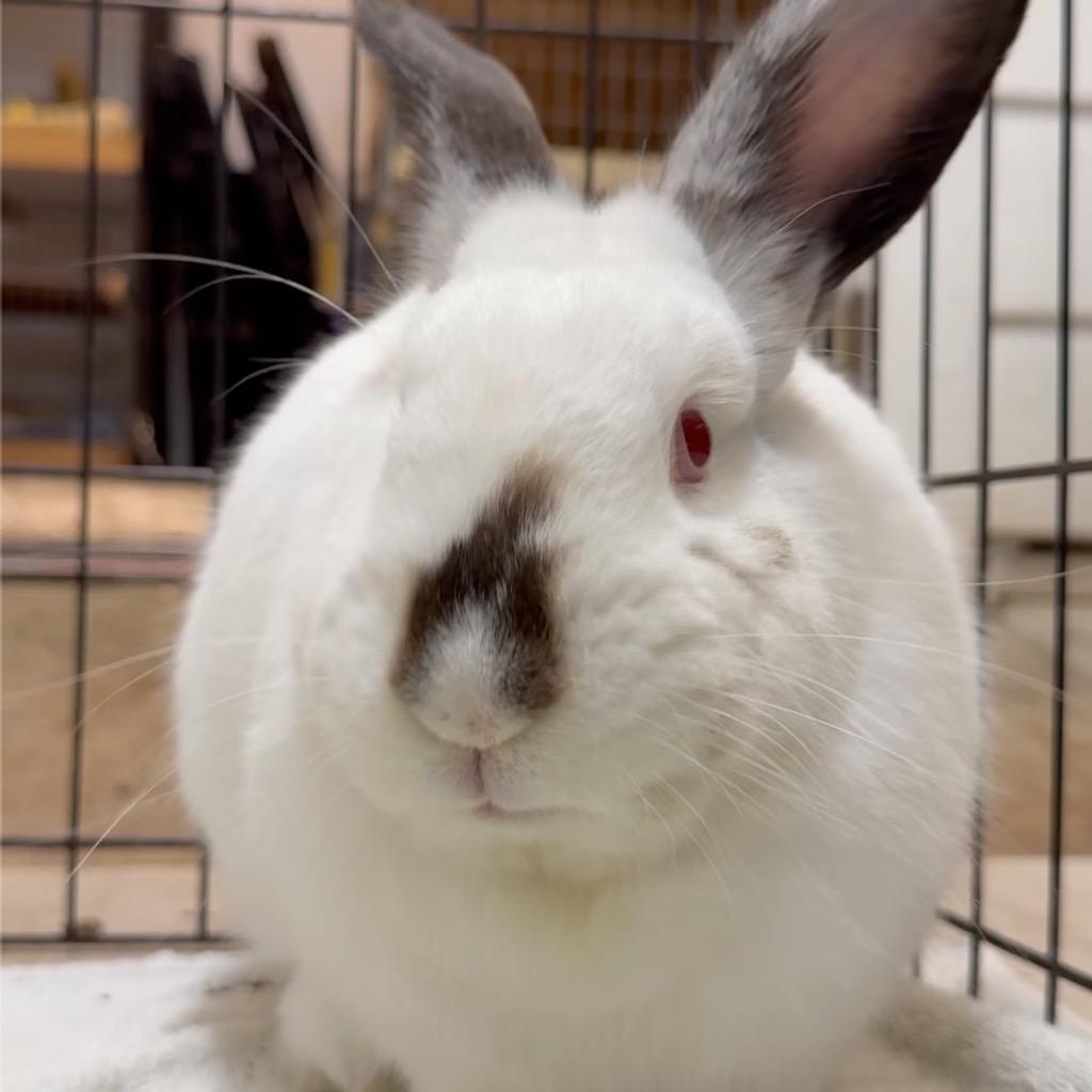 Porcelain, Adoptable, Adult Male Californian.