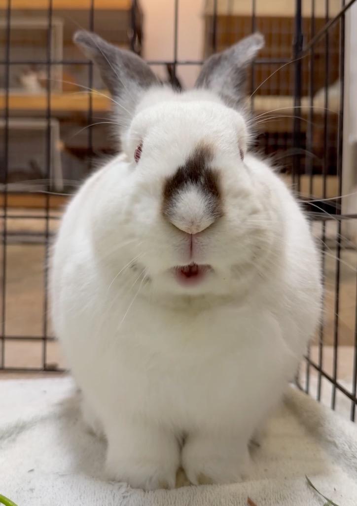 Enlarge Porcelain, a Adoptable Californian in San Francisco, CA image 2/3