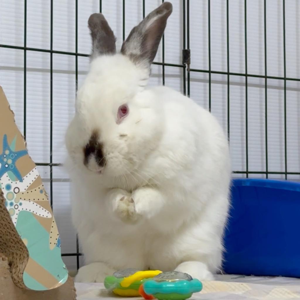 Enlarge Porcelain, a Adoptable Californian in San Francisco, CA image 3/3