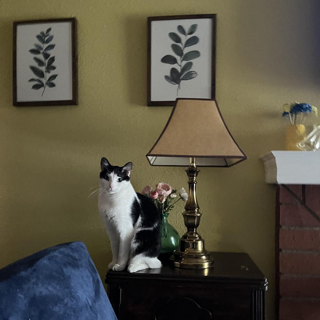 Leo, Adoptable, Senior Male Domestic Short Hair.