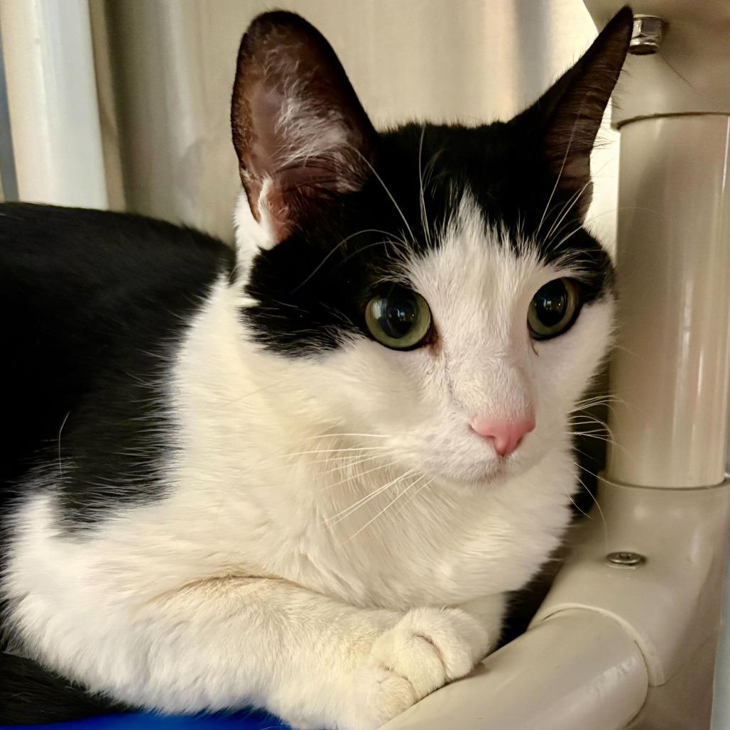 Enlarge Leo, a Adoptable Domestic Short Hair in Riverside, CA image 2/6