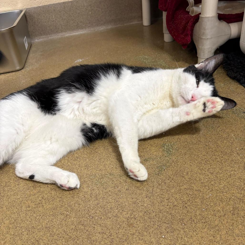 Enlarge Leo, a Adoptable Domestic Short Hair in Riverside, CA image 3/6