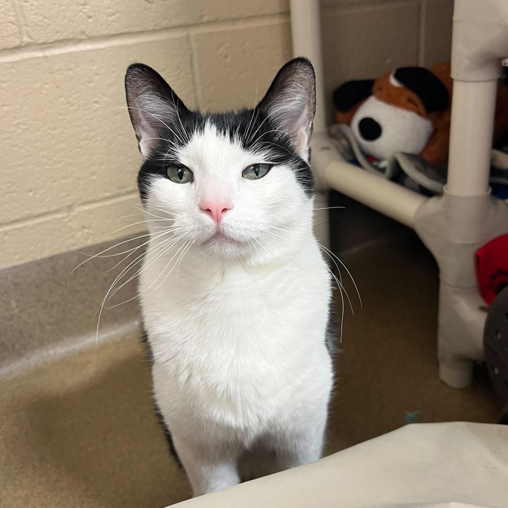 Enlarge Leo, a Adoptable Domestic Short Hair in Riverside, CA image 4/6