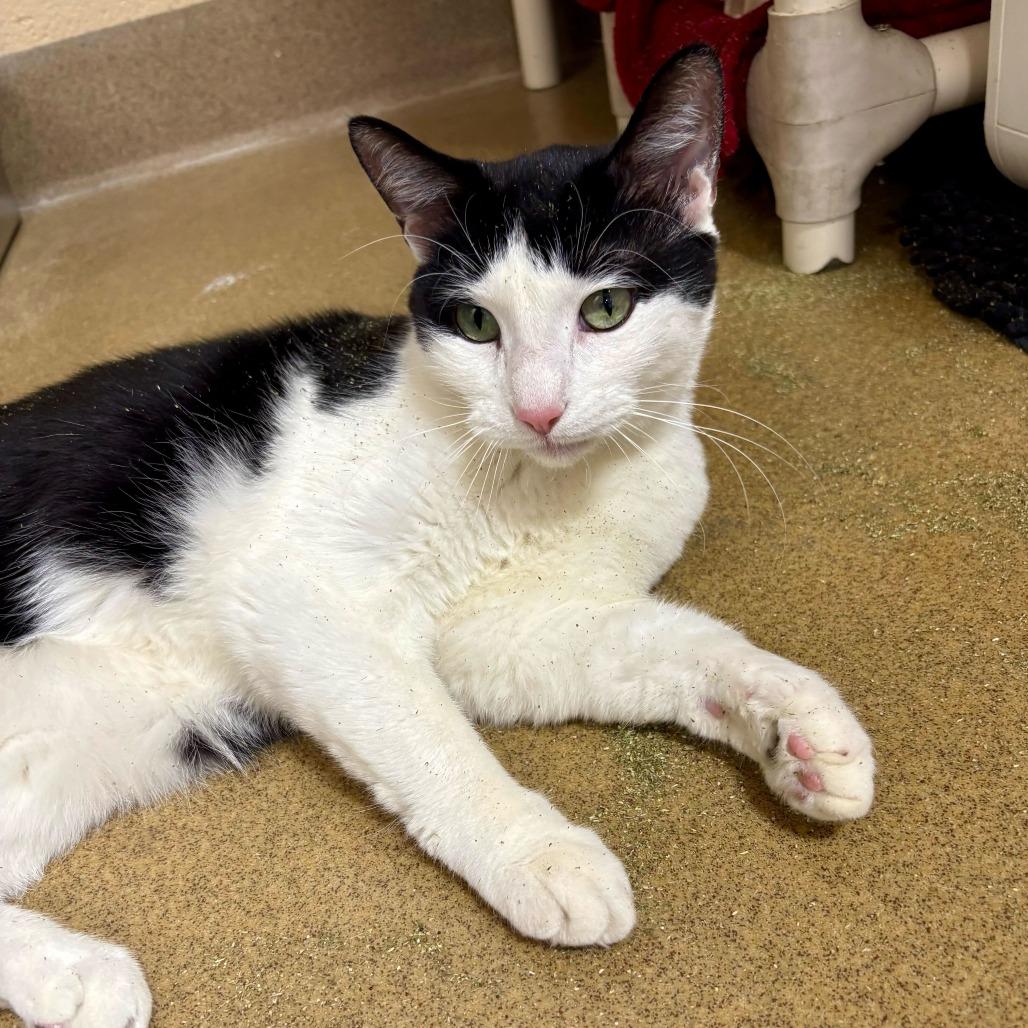 Enlarge Leo, a Adoptable Domestic Short Hair in Riverside, CA image 5/6