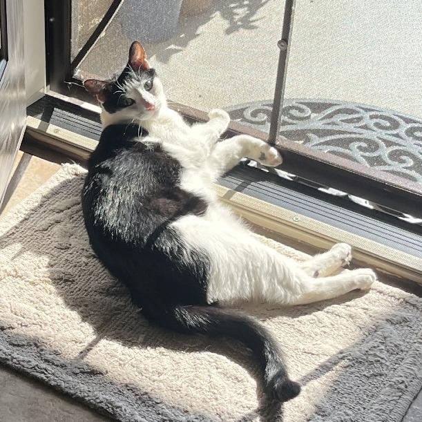 Enlarge Leo, a Adoptable Domestic Short Hair in Riverside, CA image 6/6