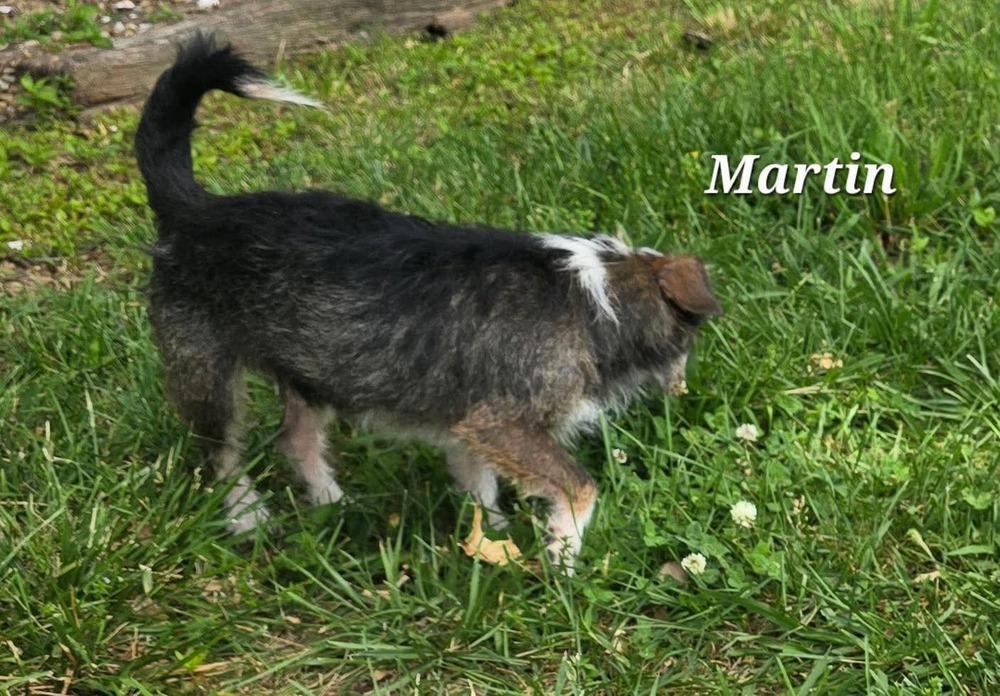 Martin, Adoptable, Adult Male Wire Fox Terrier & Terrier.